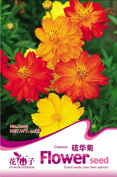 硫华菊